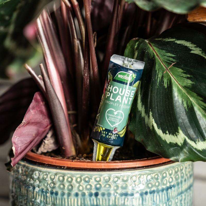 WestlandHouseplantDropletFeederinuse