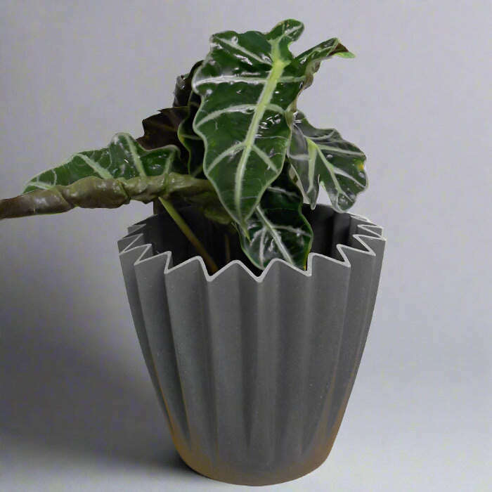 alocasia-dwarf-amazonica-elephant-ear-houseplant-small-indoor-plants-Xyg