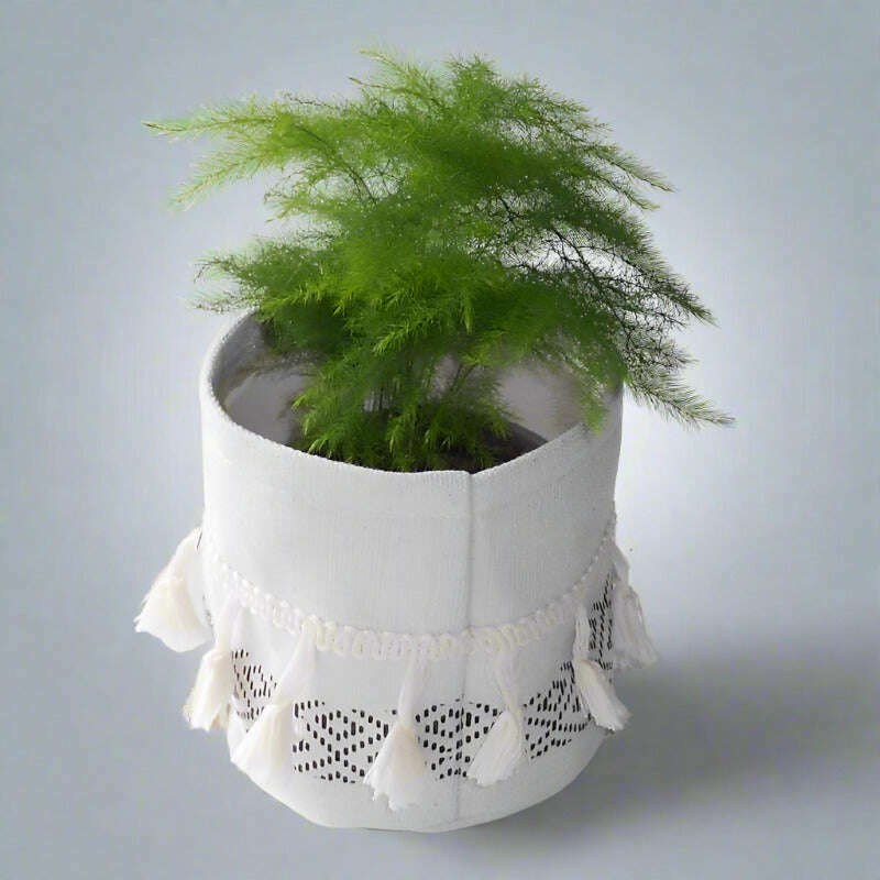 asparagus-setaceus-houseplant-asparagus-plumosus-small-indoor-plants-ueS