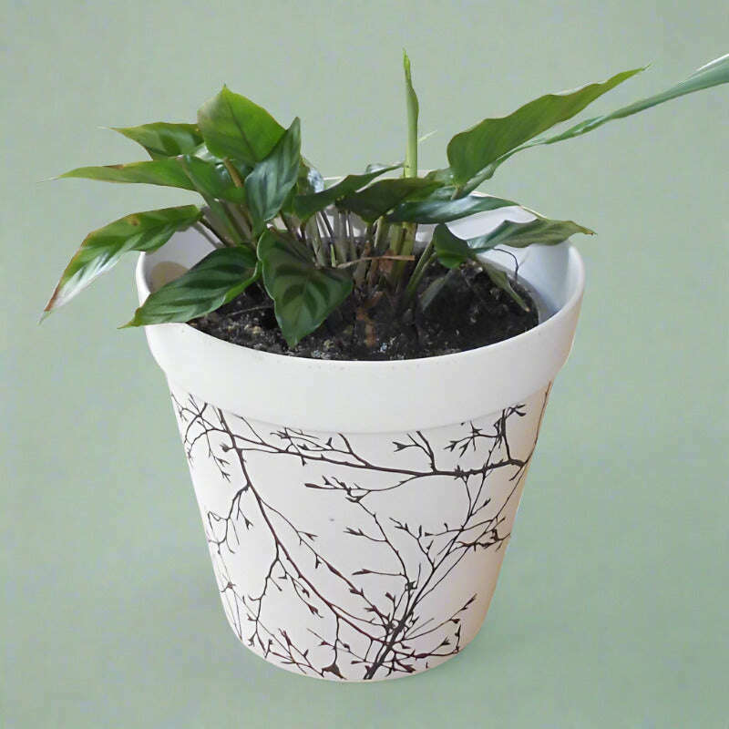 calathea-freddie-houseplant-peacock-plant-small-indoor-plants-Haa