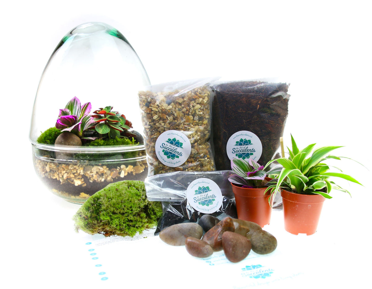The Egg - All Glass Two Piece Terrarium with Living Plants