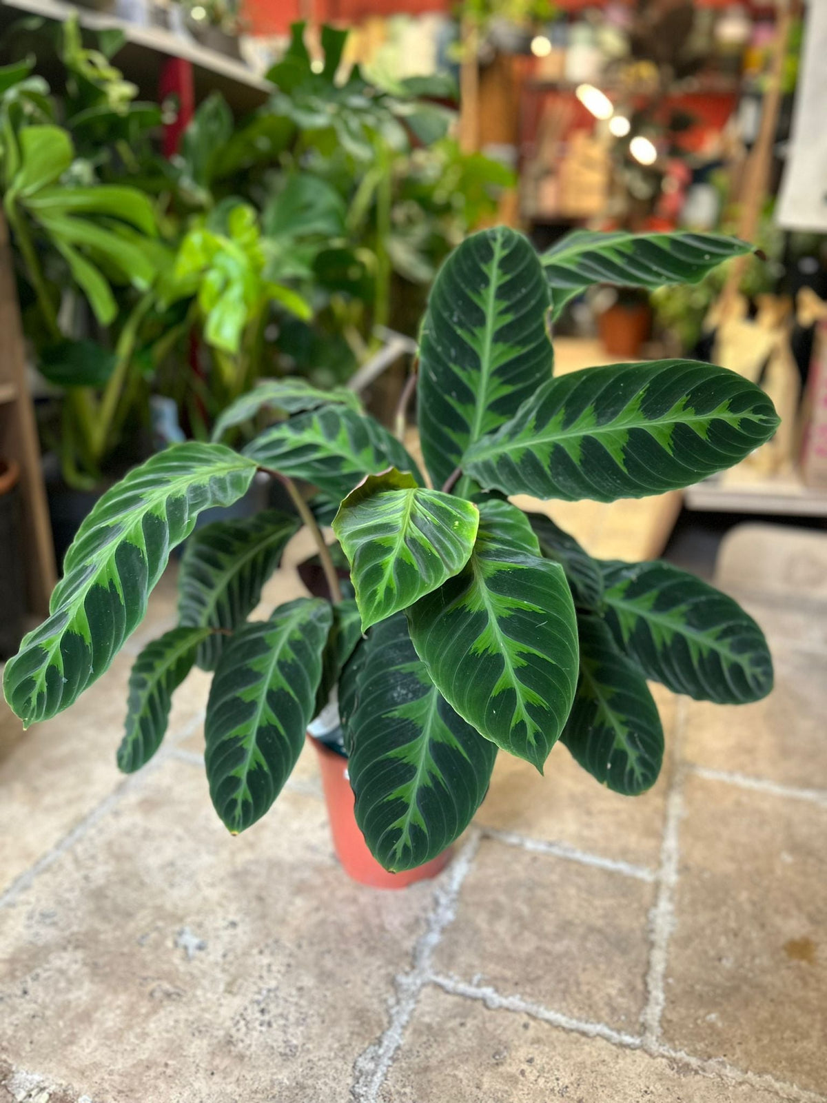 Calathea warscewiczii (Prayer Plant)