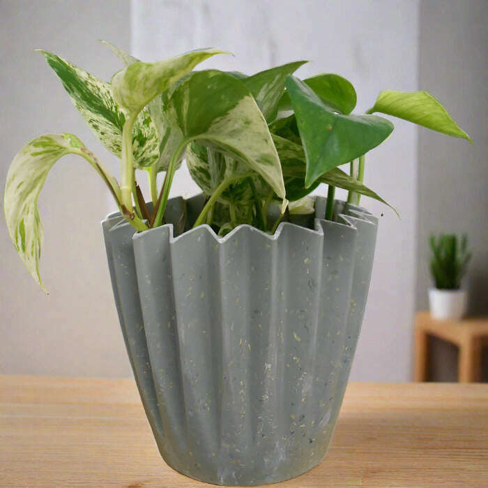 Devils Ivy Plant (Scindapsus Marble Queen) - Plant and Sage Green Corrugated Pot | Small Indoor Plants