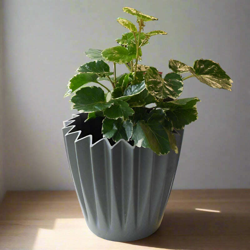 dinner-plate-aralia-houseplant-polyscias-balfouriana-small-indoor-plants-Tya