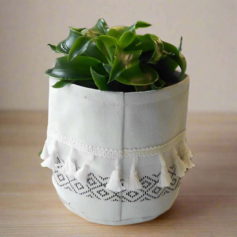 dracaena-compacta-lemon-lime-corn-plant-small-indoor-plants-uso