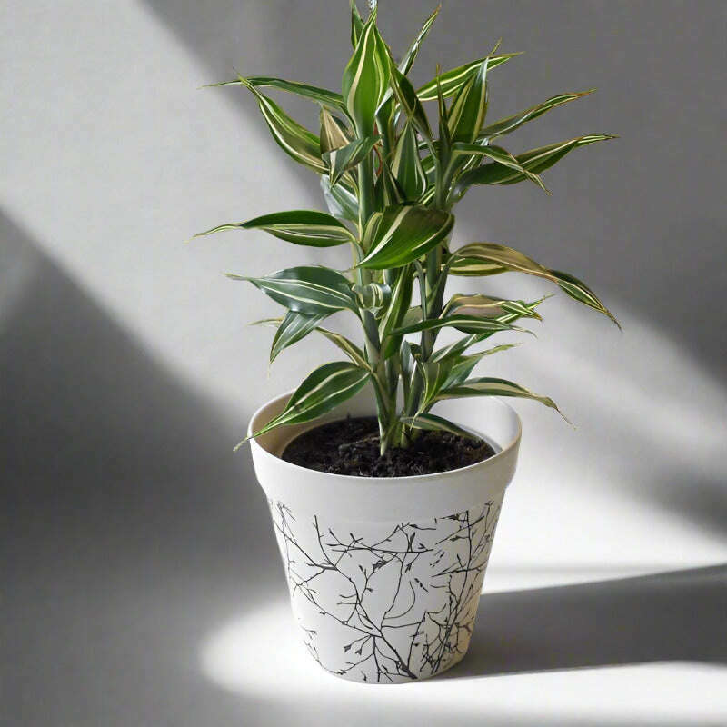 dracaena-sanderiana-victory-lucky-bamboo-houseplant-small-indoor-plants-2WV