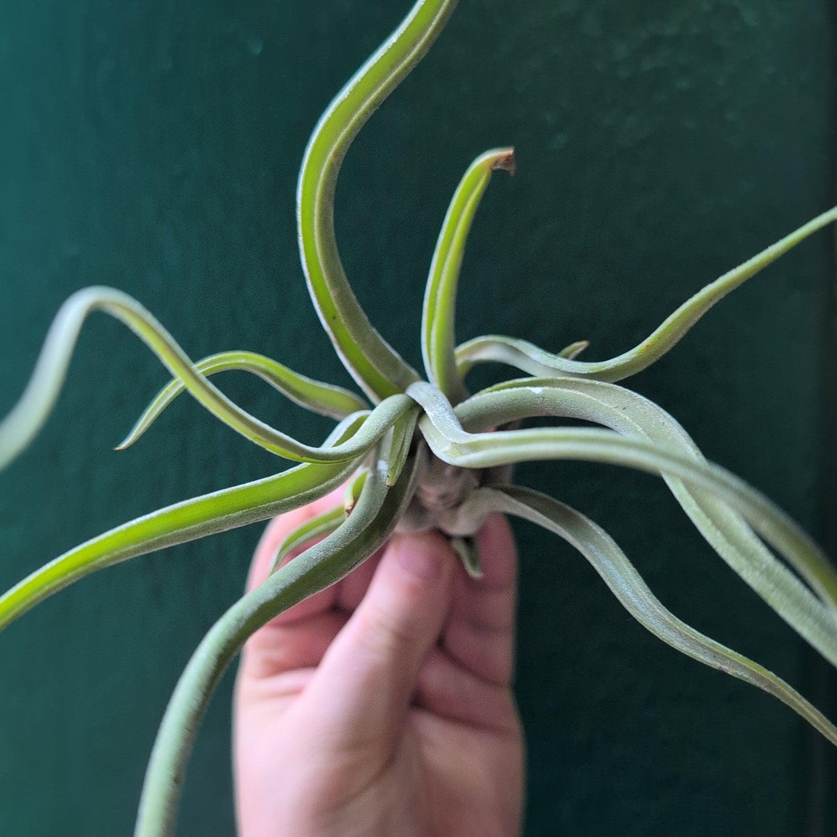 Tillandsia Caput Medusae - Octopus Air Plant