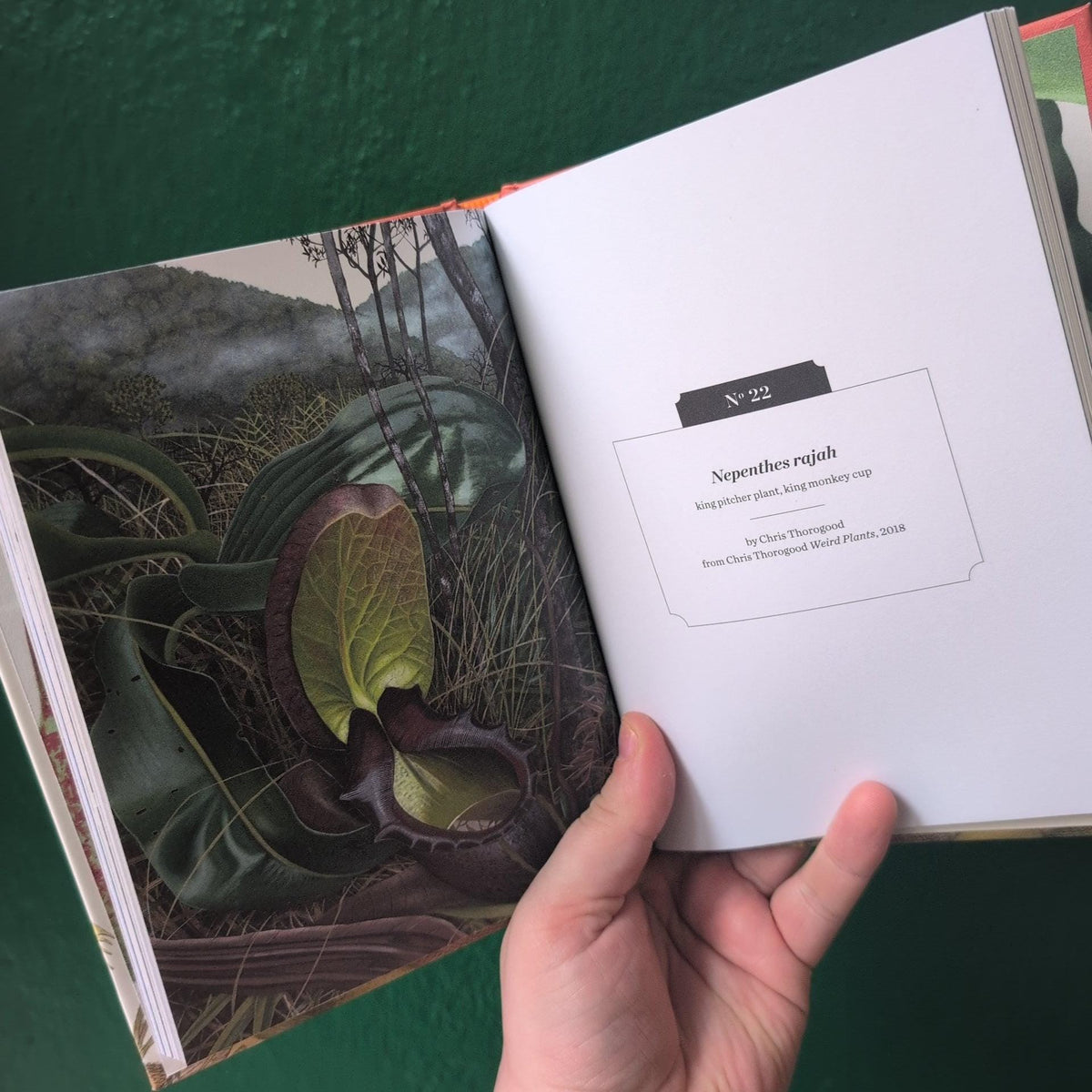 Kew Pocketbooks: Carnivorous Plants Book