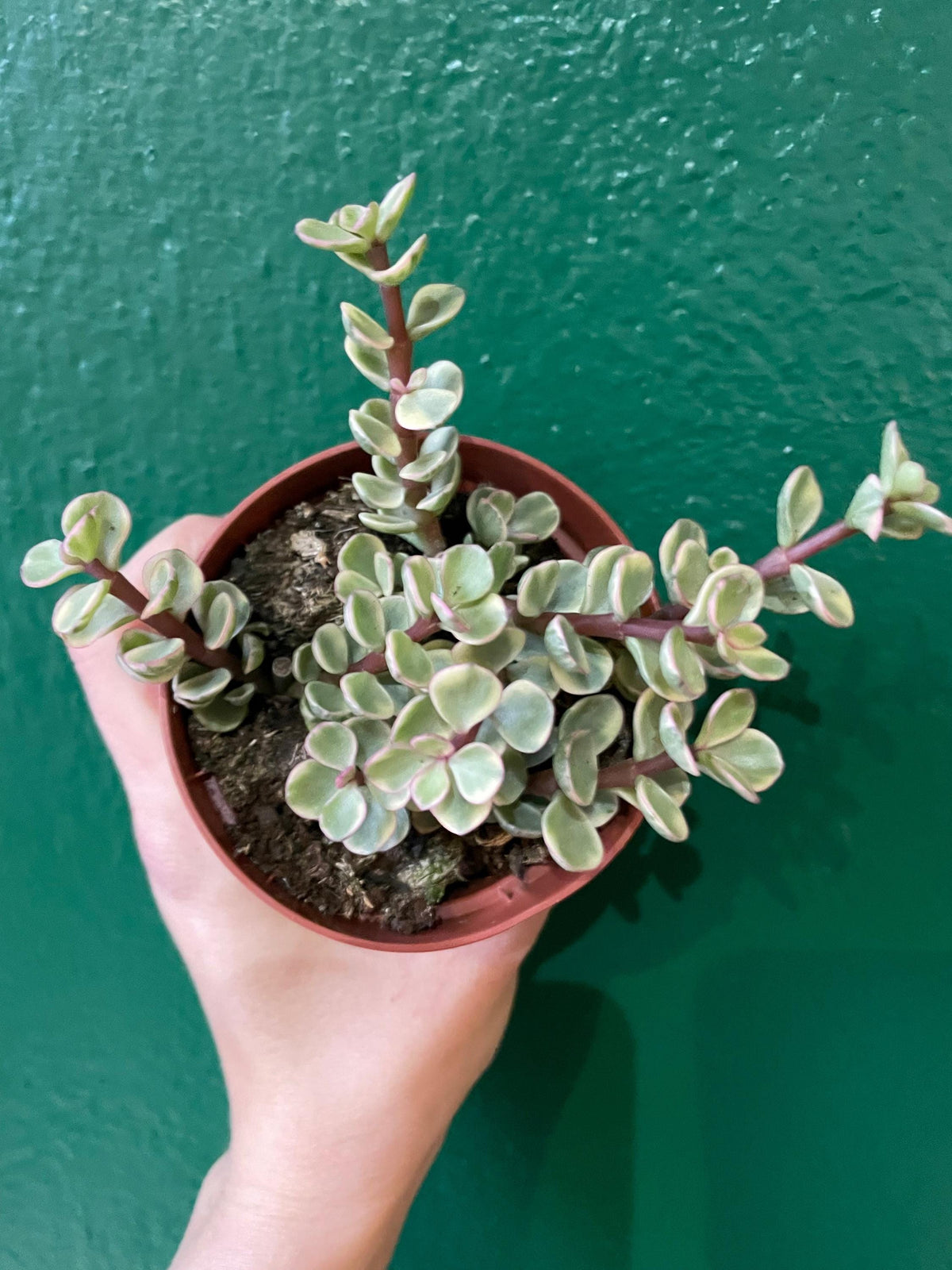 Portulacaria Afra Variegata Houseplant - Elephant Bush Plant