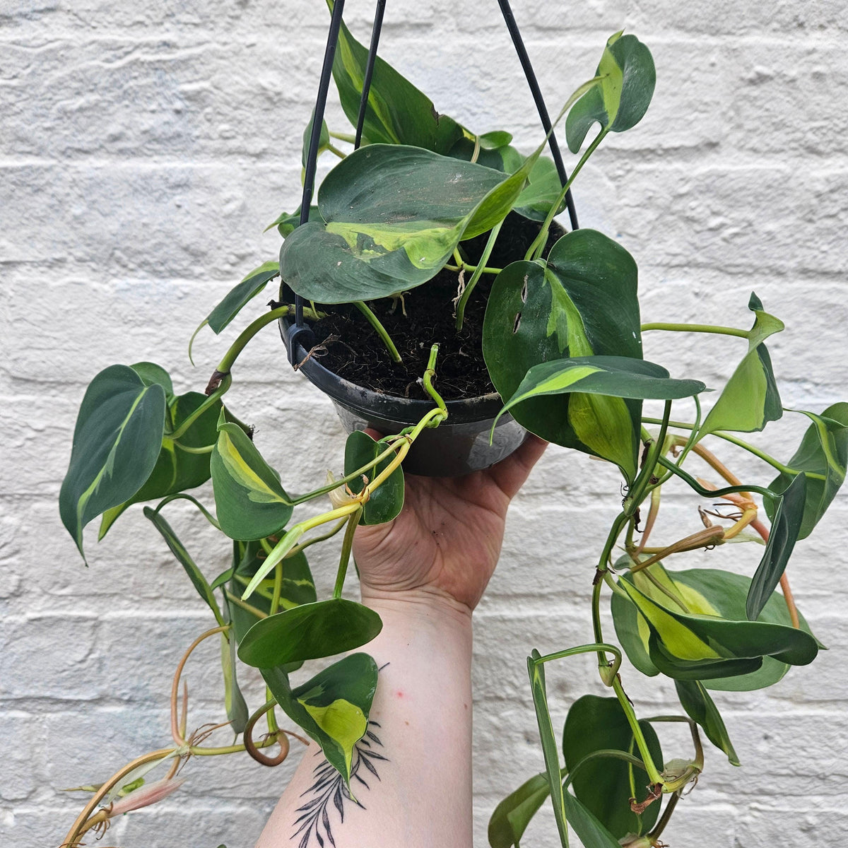 Philodendron Hederaceum 'Brasil' Houseplant - Trailing Plant