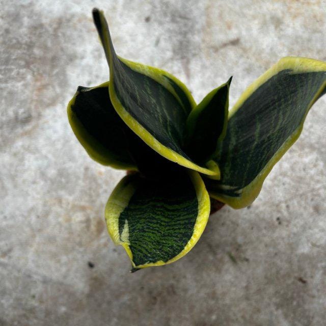 Sansevieria 'Futura Superba' (Snake Plant)