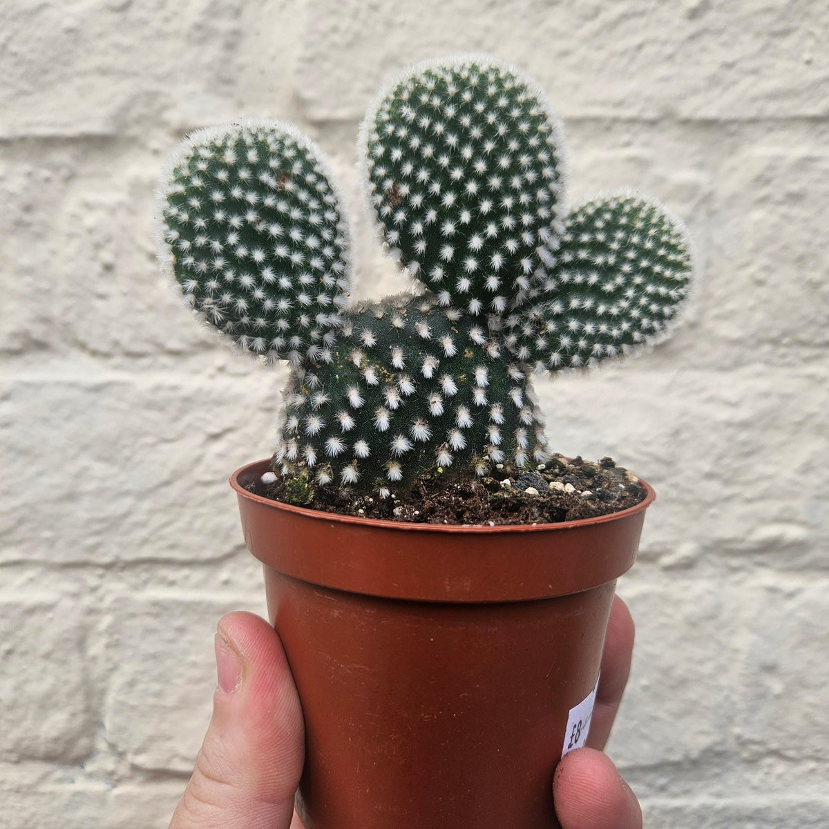 Opuntia microdasys (Bunny Ears)