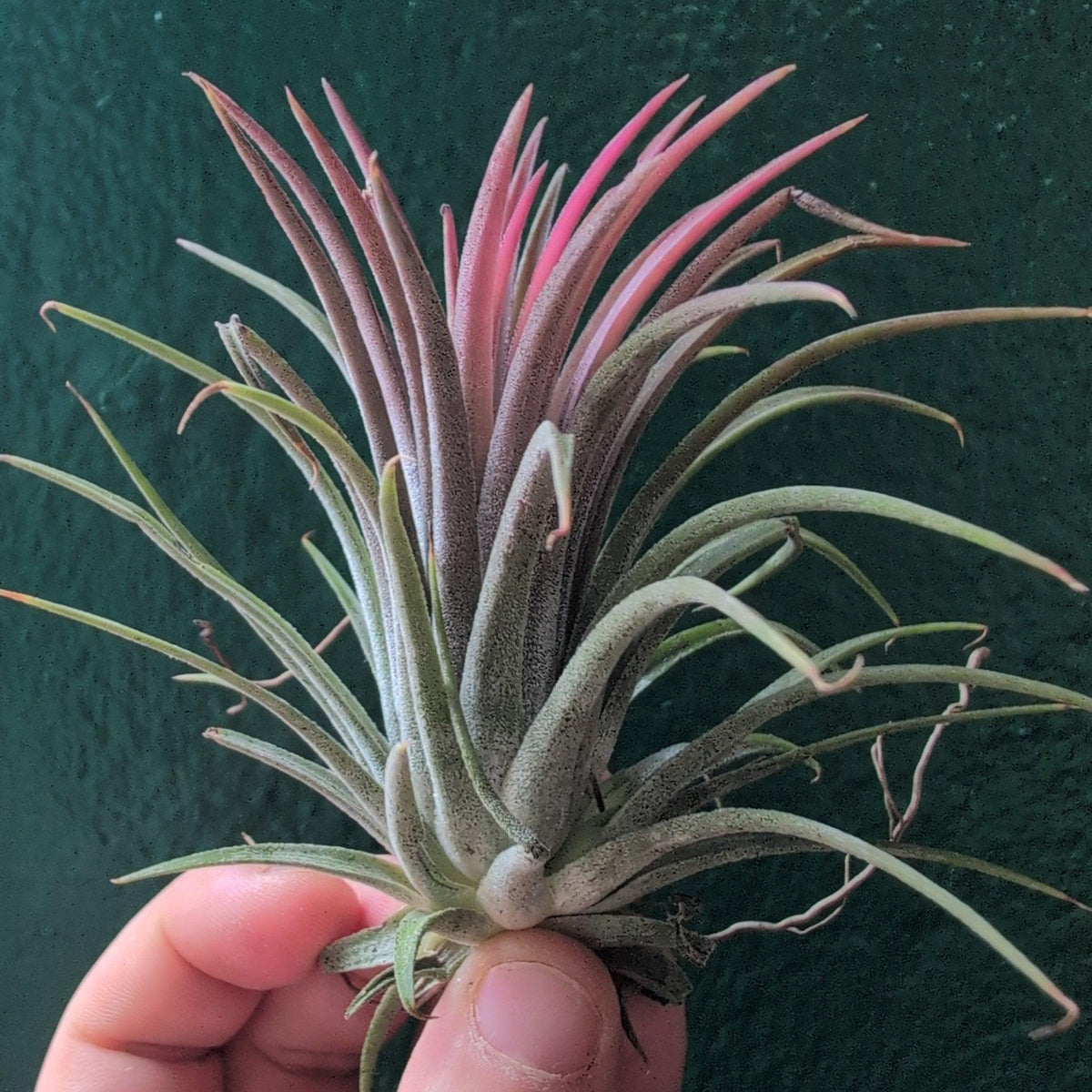 Tillandsia 'Ionantha Red' (Air Plant)