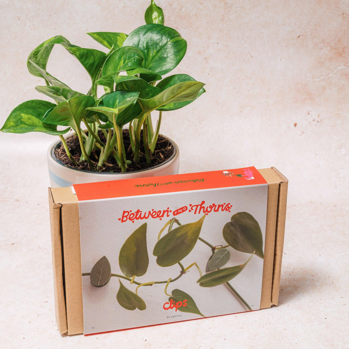Climbing Plant Clips for Walls