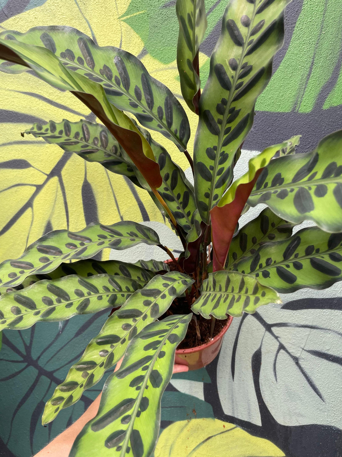 Calathea lancifolia (Rattlesnake plant)