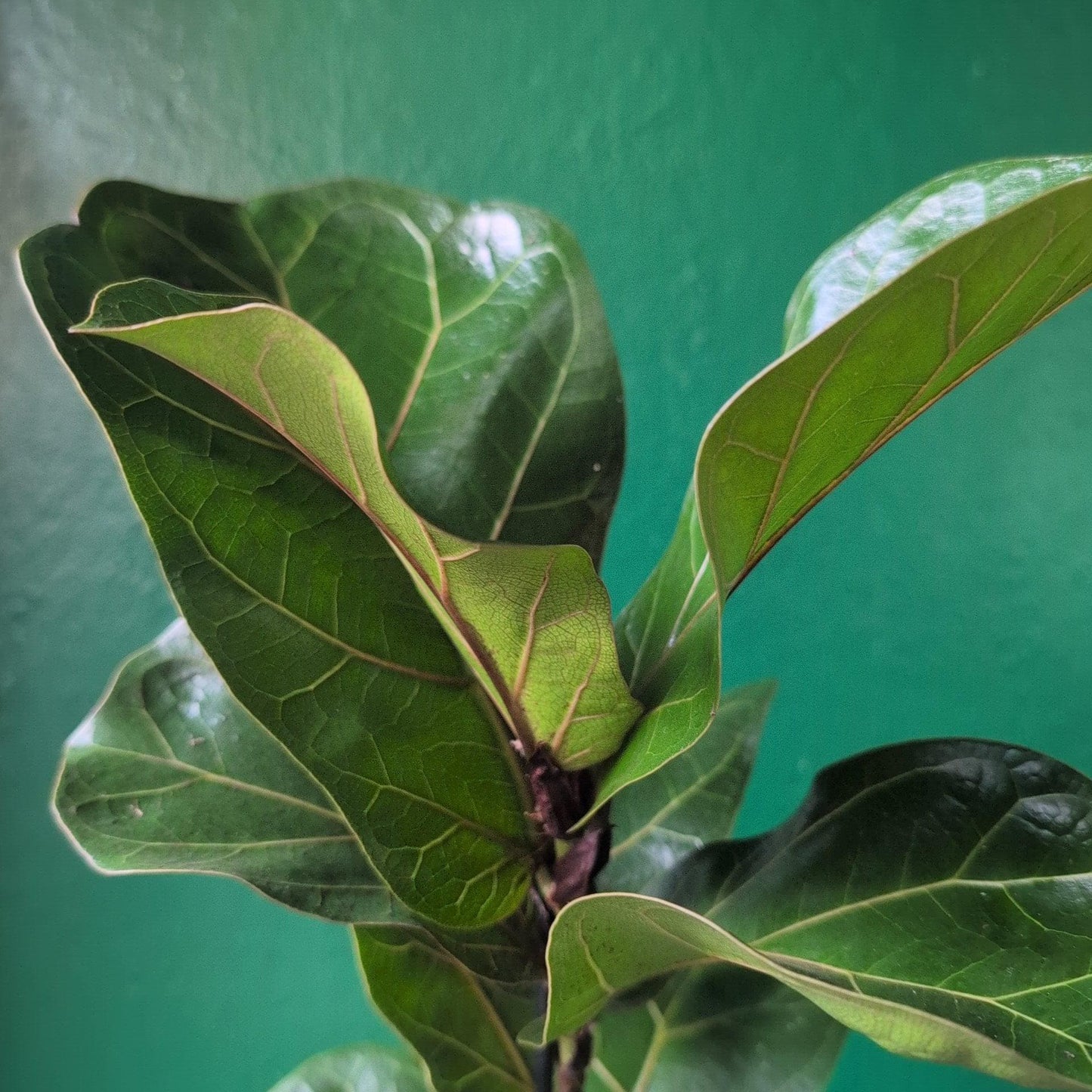 Ficus lyrata 'Bambino' (Dwarf Fiddle leaf fig)