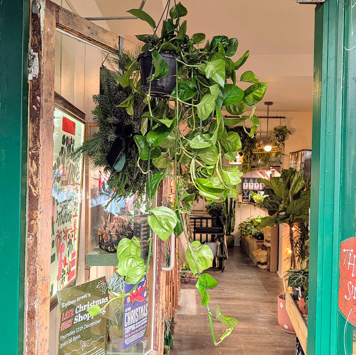 Epipremnum pinnatum 'Global Green' (Pothos)
