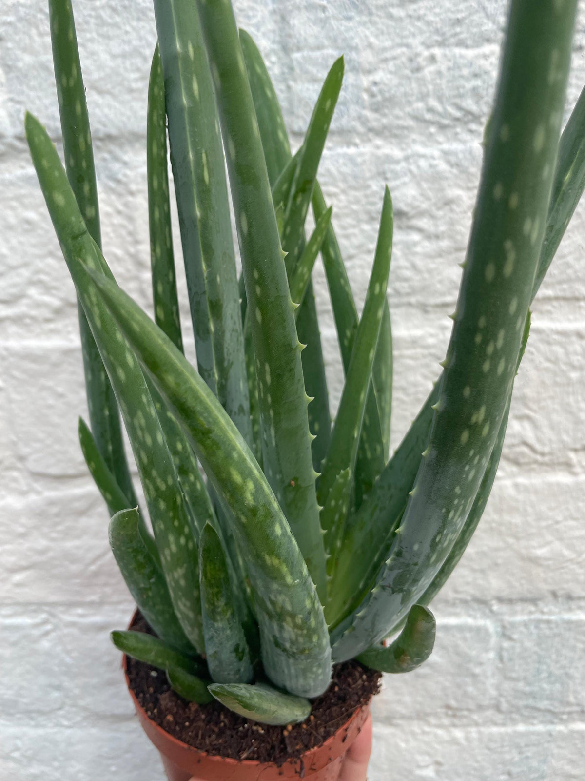 Aloe Vera Plant - Succulent Houseplant