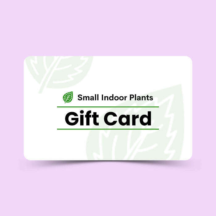 small-indoor-plants-gift-card-small-indoor-plants-Tb5
