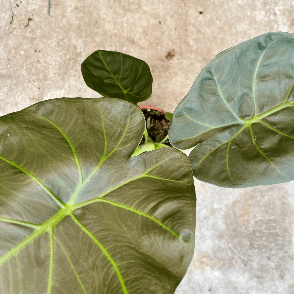 Alocasia 'Regal shields'