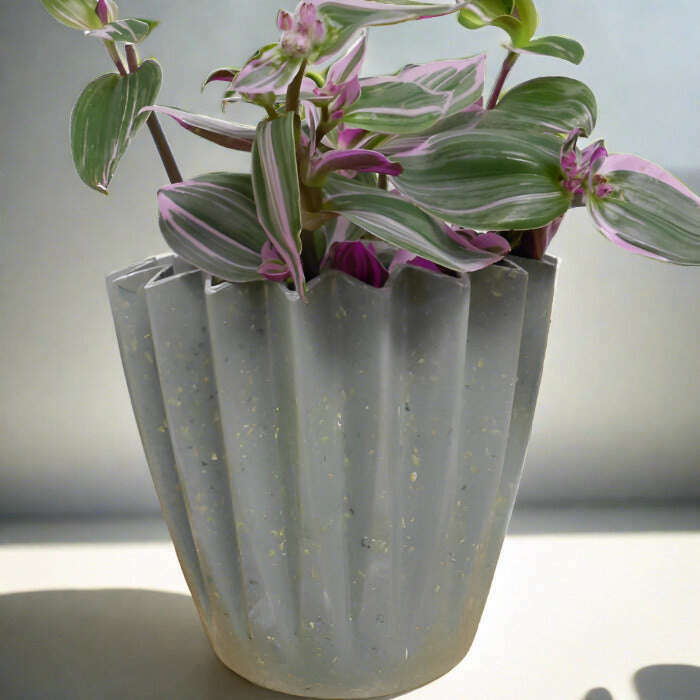 tradescantia-nanouk-fantasy-venice-small-indoor-plants-n0b