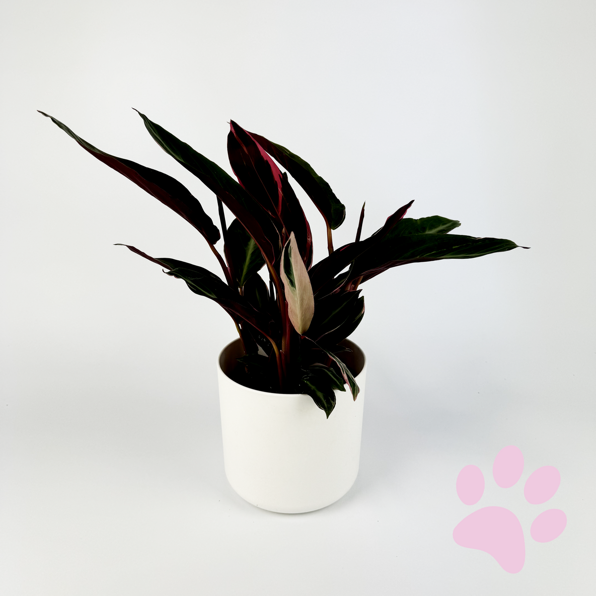 Calathea Triostar 14cm Potsize Houseplant