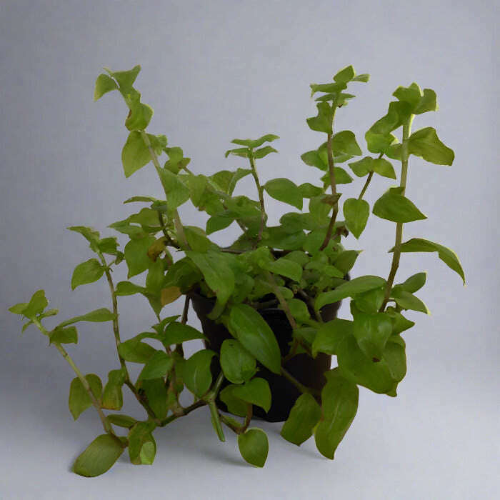 turtle-vine-turtle-plant-callisia-repens-aurea-small-indoor-plants-ccz