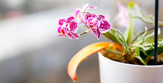 Benefits of Repotting Orchids