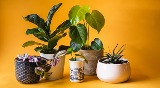 Decorating with Houseplants: Transform Your Space