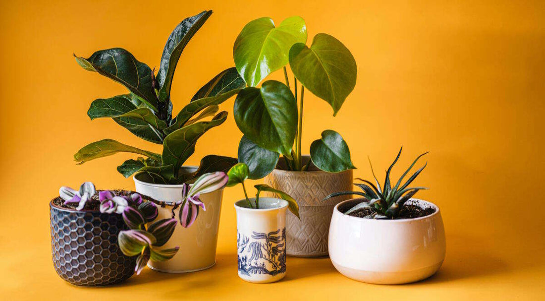 Decorating with Houseplants: Transform Your Space Small Indoor Plants