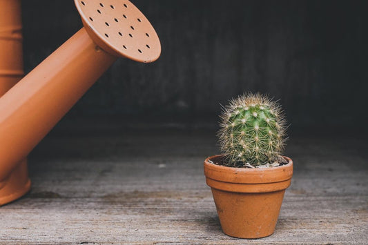 How Often Should You Water House Plants: A Comprehensive Guide