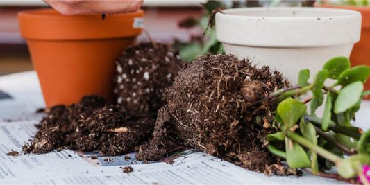 How to Repot Houseplants: A Step-by-Step Guide