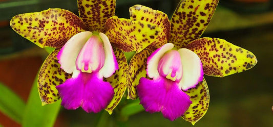 How to Water Orchids Indoors: A Guide for Beginners