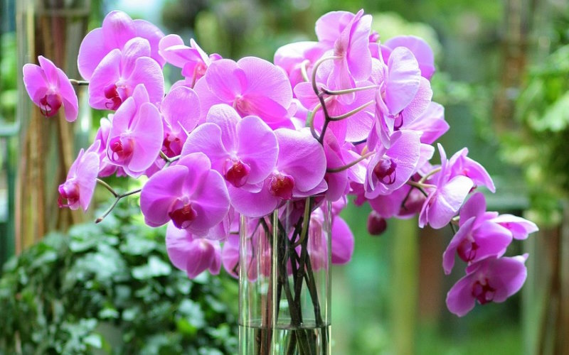 How to Repot an Orchid Plant: A Step-by-Step Guide