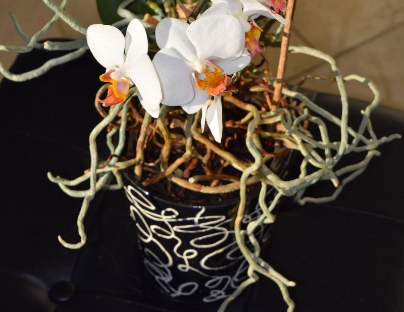 How to Repot an Orchid with Air Roots