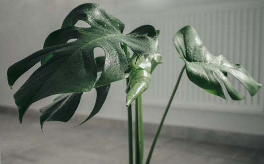 Repotting Monstera Houseplants: A Complete Guide Small Indoor Plants