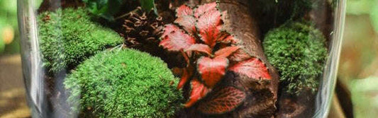 A Simple Guide on How to Make a Terrarium Small Indoor Plants