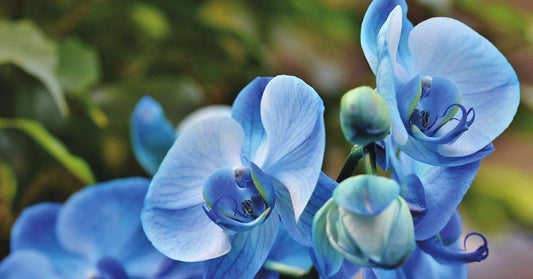 What is Orchid Food Small Indoor Plants