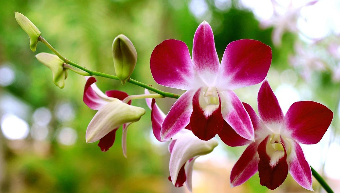 What to Feed Orchids