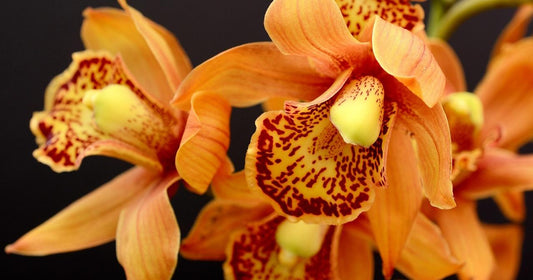 When to Feed an Orchid