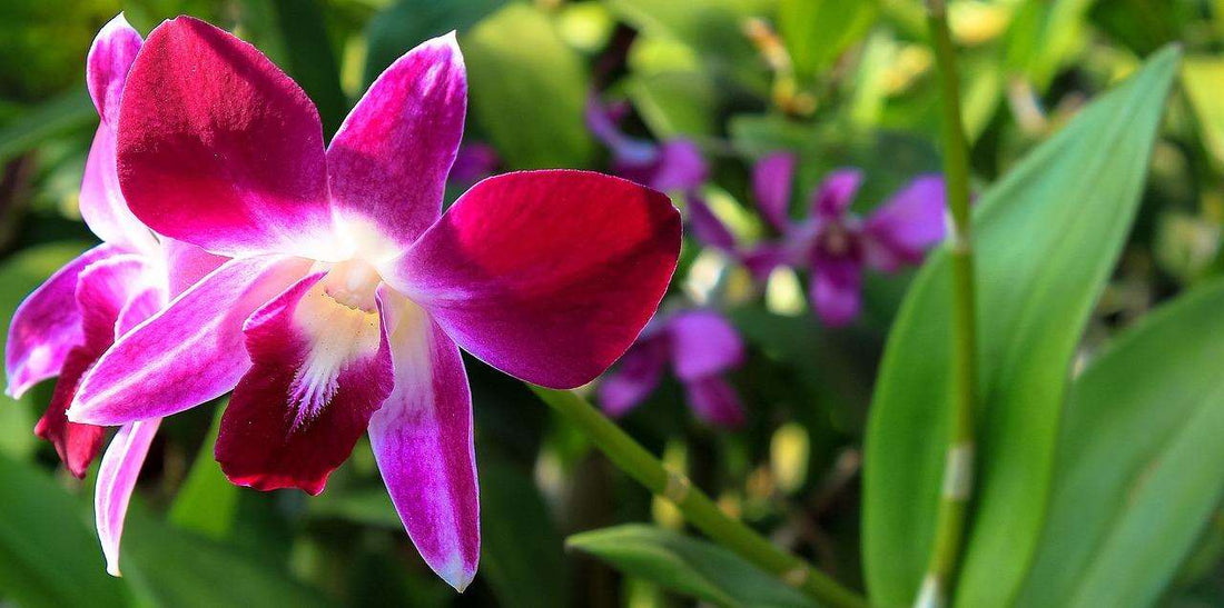 Knowing When to Repot Orchids: A Complete Guide Small Indoor Plants