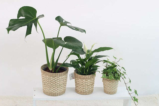 How to Get Rid of Flies in House Plants