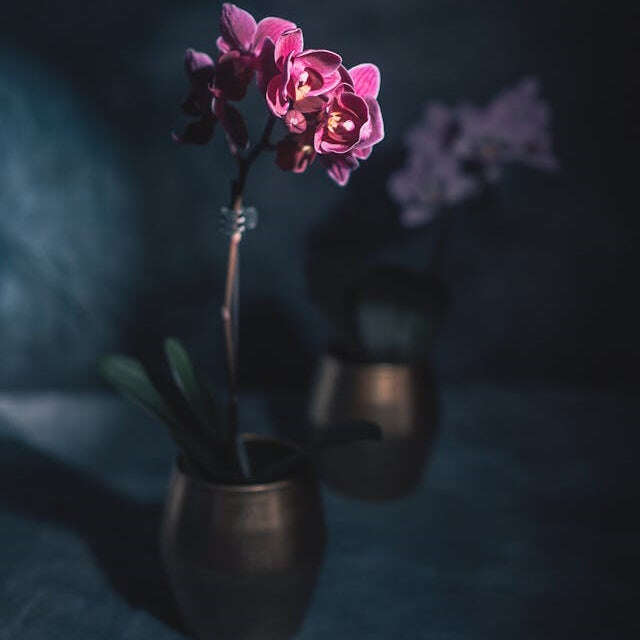 Orchid Care After Flowering Small Indoor Plants