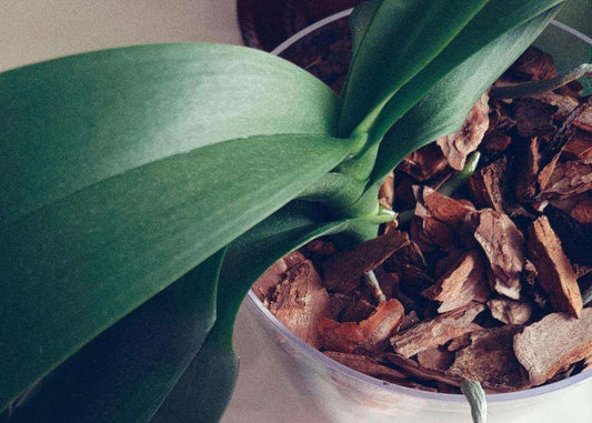 What Soil to Use for Repotting Orchids