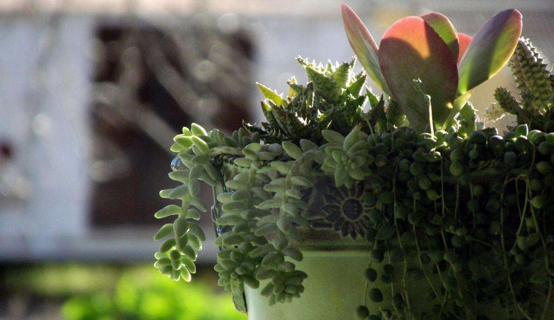 When to Repot Houseplants: A Guide to Optimal Timing