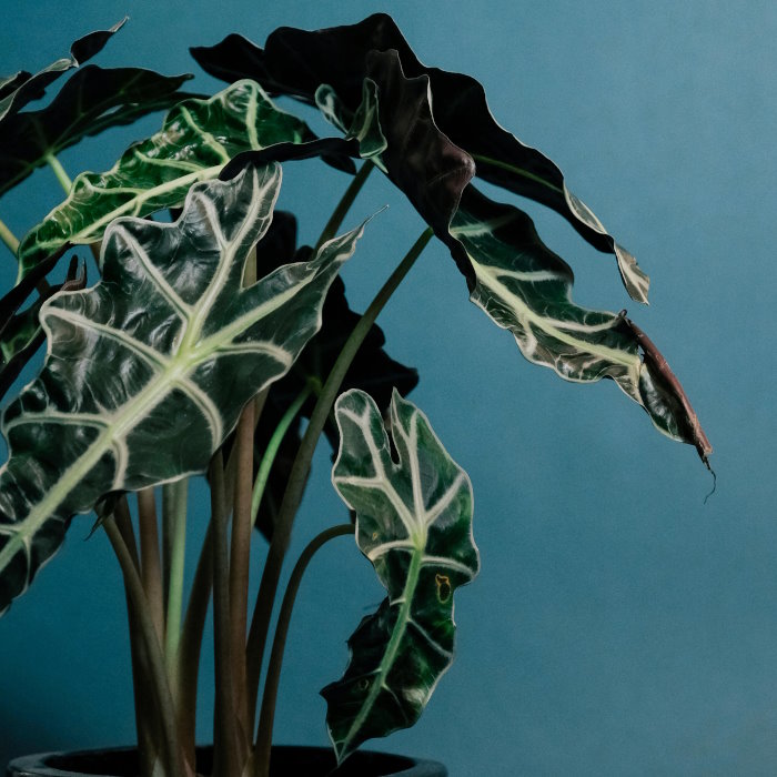 Buy Alocasia Plants