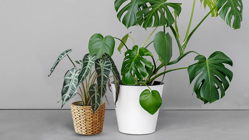 Big Leaf Indoor Plants & Large Leaf House Plants