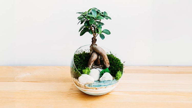 Bonsai Terrarium