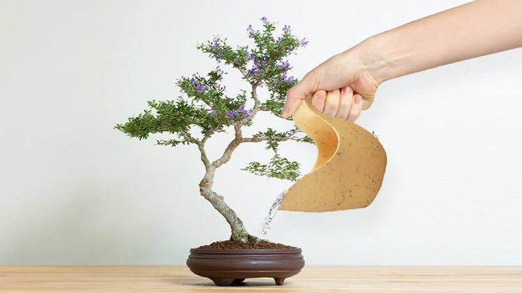 Bonsai Watering Can
