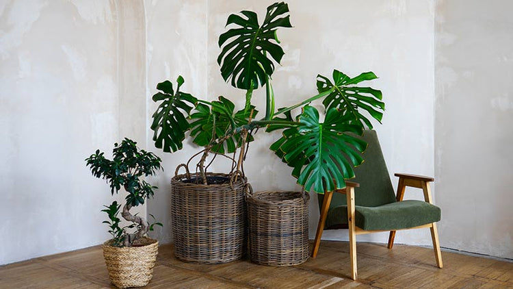 Buy Philodendron Houseplants